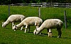 vormwald 3 - (c) c tussing.jpg